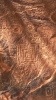 PICTURES/V-Bar-V Heritage Site/t_Petroglyphs21.JPG